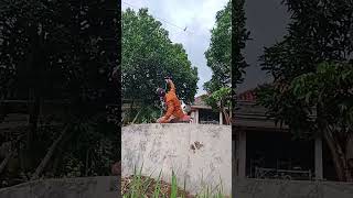 Download lagu Ketapel jadul sekali tarik kennak sasarran #jalanyangjauhjanganlupapulang #cutebaby mp3 Download lagu Ketapel jadul sekali tarik kennak sasarran #jalanyangjauhjanganlupapulang #cutebaby mp3