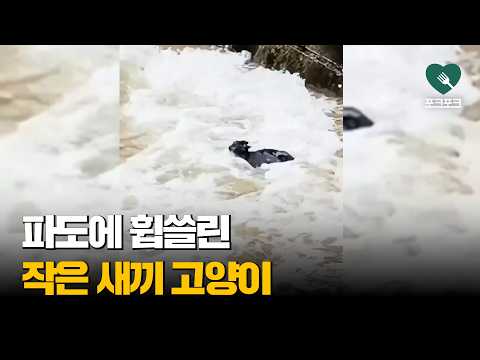 파도에 휩쓸려 아무것도 할 수 없는 고양이