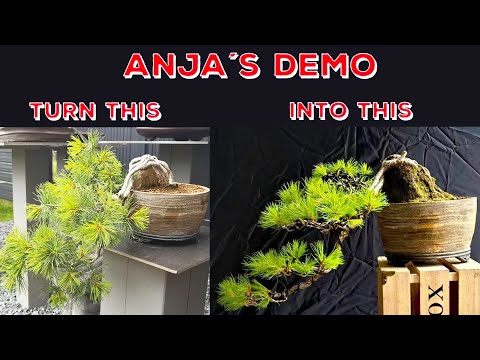 Anja´s Demo @ BonsaiKunstHamburg 2.0