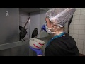 Het redden van vogels lijkt nieuw tijdverdrijf in coronatijd