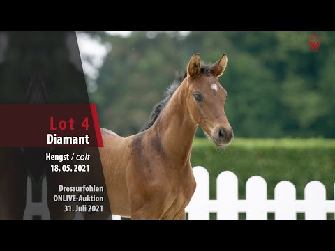 Onlive-Auktion Dressurfohlen Lot 4 Diamant Hengst v. Dynamic Dream - Pik Labionics