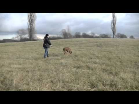 12.12.2015 - Tracking training with Rebel