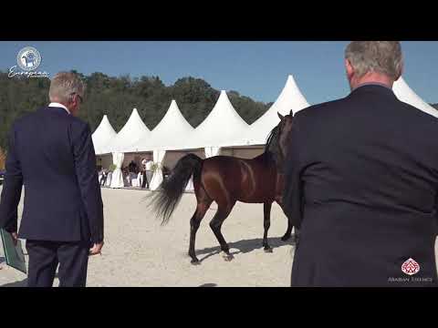 N 95 PITAWAL   European Championship 2020   Prague   Stallions 7 9 Years Old Class 12