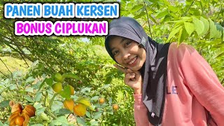 Download lagu PANEN KERSEN BONUS CIPLUKAN mp3 Download lagu PANEN KERSEN BONUS CIPLUKAN mp3