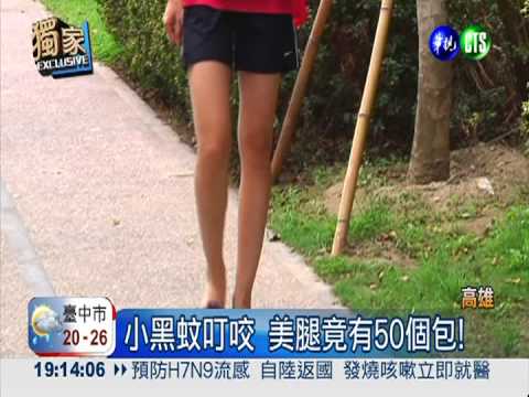 高雄黑蚊肆虐 美腿被叮成紅豆冰