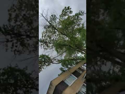 Sdz duckin midway kings(2)