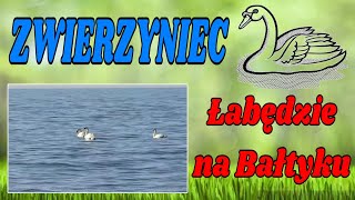 Łabędzie na fali