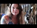 Training First Freshener Goats To The Milking Stand