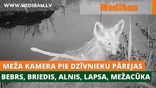 Meža kamera pie meža dzīvnieku pārejas (1.daļa). Bebrs, briedis, alnis, lapsa, mežacūka