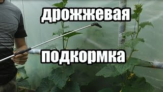 Прикормка для огурцов и помидор