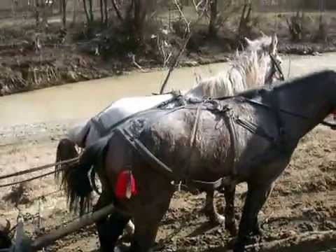 manji de vanzare armasaru de 2 ani si iapa de 1 an jumate