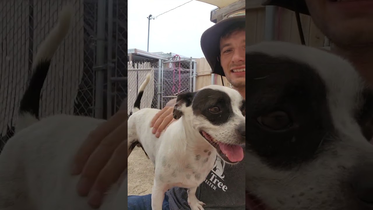 Enlarge MERLE, an adopted mixed breed in Joshua Tree, CA video 2/4