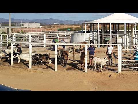 Feira de gado de Afogados da Ingazeira-PE (24/10/26)