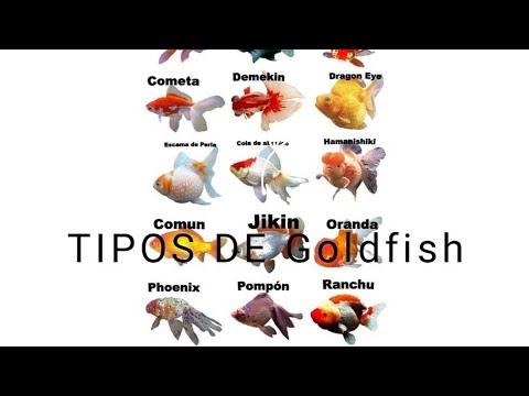, title : 'Las 22 variedades de goldfish/todos los goldfish/fish Room_mx'
