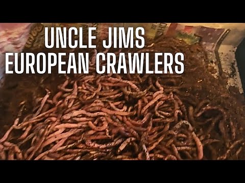 Uncle Jim's Worm Farm European Nightcrawlers
