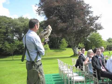 Bengalese Indian Eagle Owl delivers wedding rings