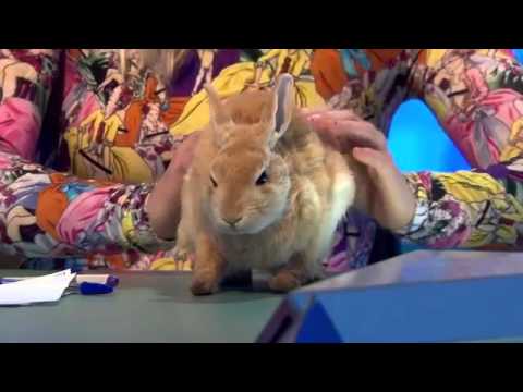 8 Out Of 10 Cats Does Countdown Series 7 Episode 3