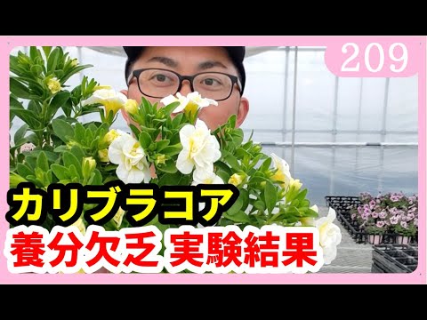 園芸 ハイブリッドカリブラコア