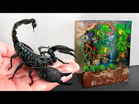 Ich Habe Einen Rainforest für Meinen Haustier Scorpion Gebaut