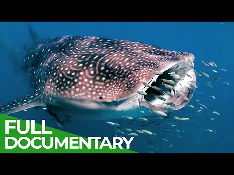 Whale Sharks: Gentle Giants