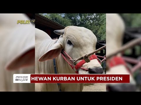 PRESISI UPDATE : HEWAN KURBAN PRESIDEN RI 11/06/2024 20.00