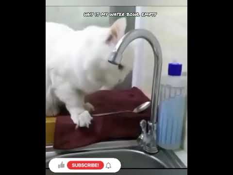 Cats find water to drink. Nobody filled up their water bowl