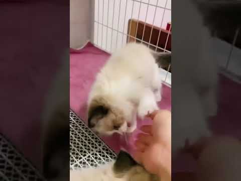 Dhishum dhishum 👊👊