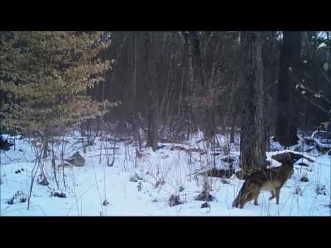 Coyotes in Hamlen Woods