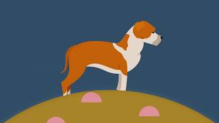 Pet Lumps and Bumps: The Benefits of Early Detection