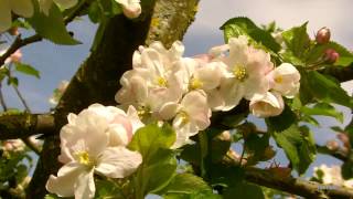 preview picture of video 'Les pommiers en fleurs, où sont les abeilles? Blooming apple tree, where are the bees?'