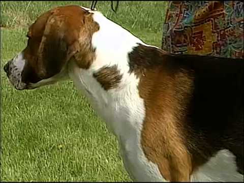 イングリッシュ フォックスハウンドの特徴 性質 飼った場合の費用 動画をチェック 犬選びどっとこむ