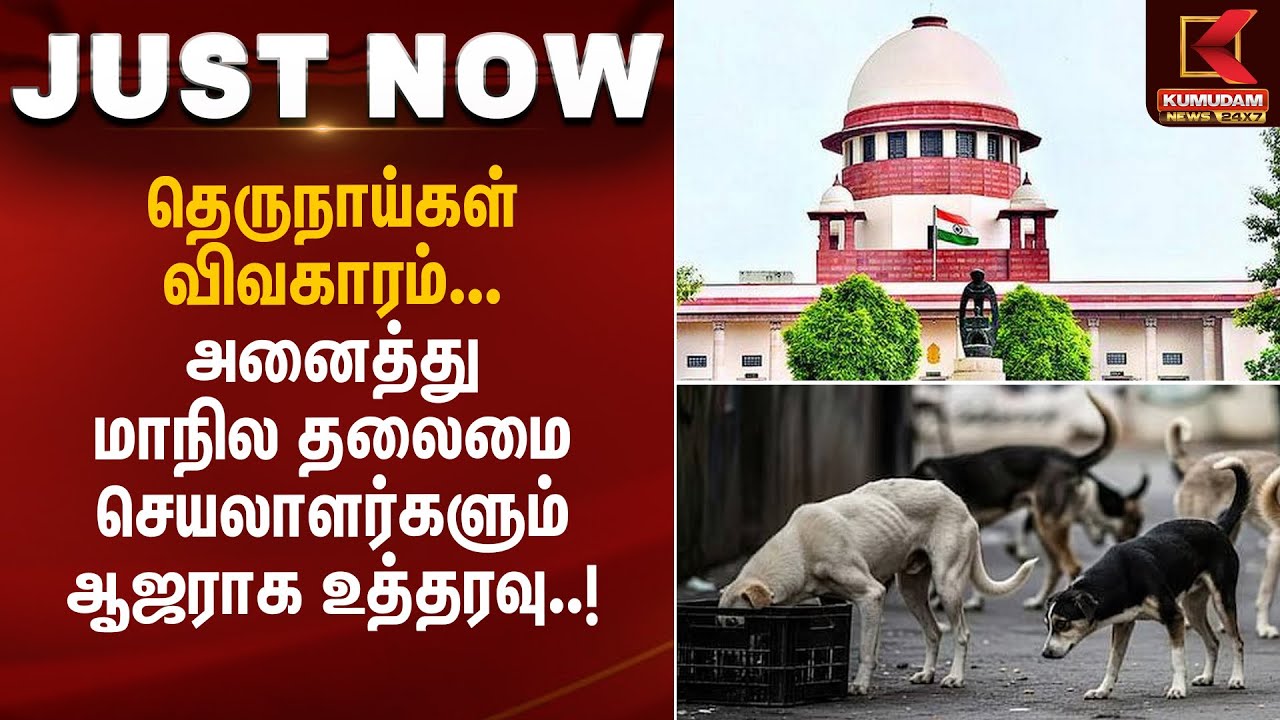 Street Dog Issues | தெருநாய்கள் விவகாரம்... அனைத்து மாநில தலைமை செயலாளர்களும் ஆஜராக உத்தரவு..!