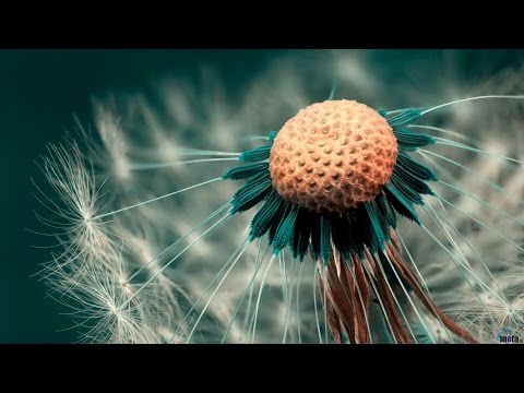 Mishary Rashid Alafasy | Adhan (Call To Prayer) | Dhuhr, Asr, Maghrib, Isha | مشاري راشد العفاسي