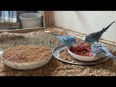 4 Hour 17 Minute Budgies Sounds, Budgies Feeding Time Relar ASMR HD 4K 60FPS