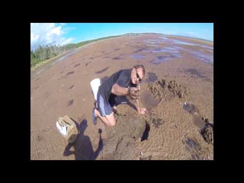 PEI Clam Digging