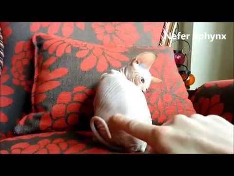 Sphynx kitten playing 1,5 months - Super cute baby from Nefer Sphynx Cattery ♥