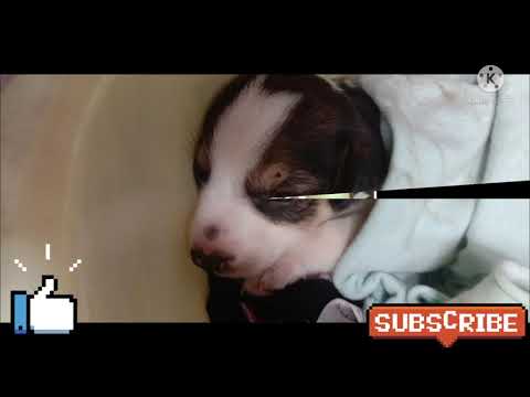 My First Dog  🐶🐶🐶