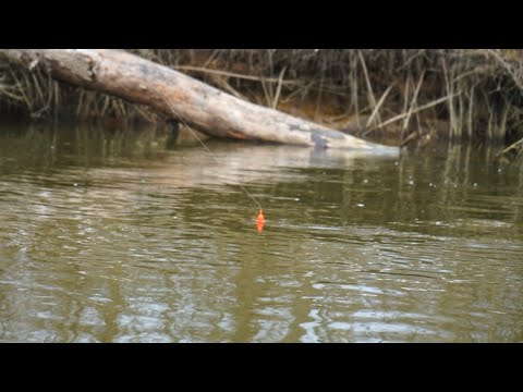 EPIC Spring Steelhead BOBBER DOWNS! - March 2022