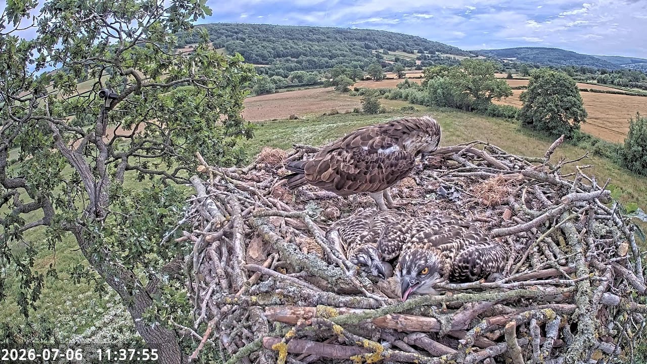 Live webcam view of Nido de Águila Pescadora del Usk