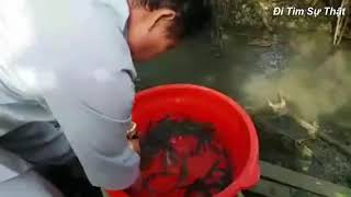 Anh Áo Đen đi phóng sanh và cách phóng sanh đúng cách để không bị mang tội - Đi Tìm Sự Thật