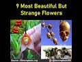 9 Most Beautiful But Strange Flowers In the World