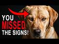Preventing Dangerous Dog Attacks Don T Ignore These Warning Signs