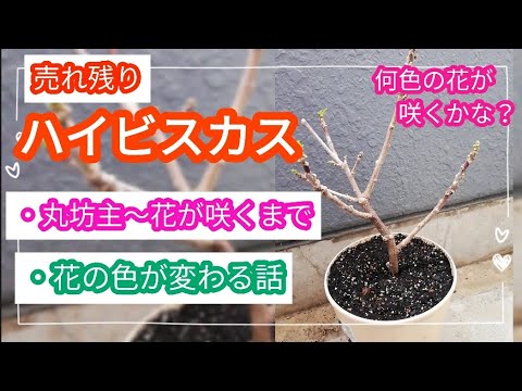 ハイビスカスの手入れ: 完璧な花を咲かせるための 5 つのヒント 植物