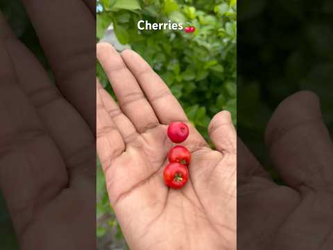 Cherry Harvest From my terrace Gard #cherry #gardening #terracegardenindia