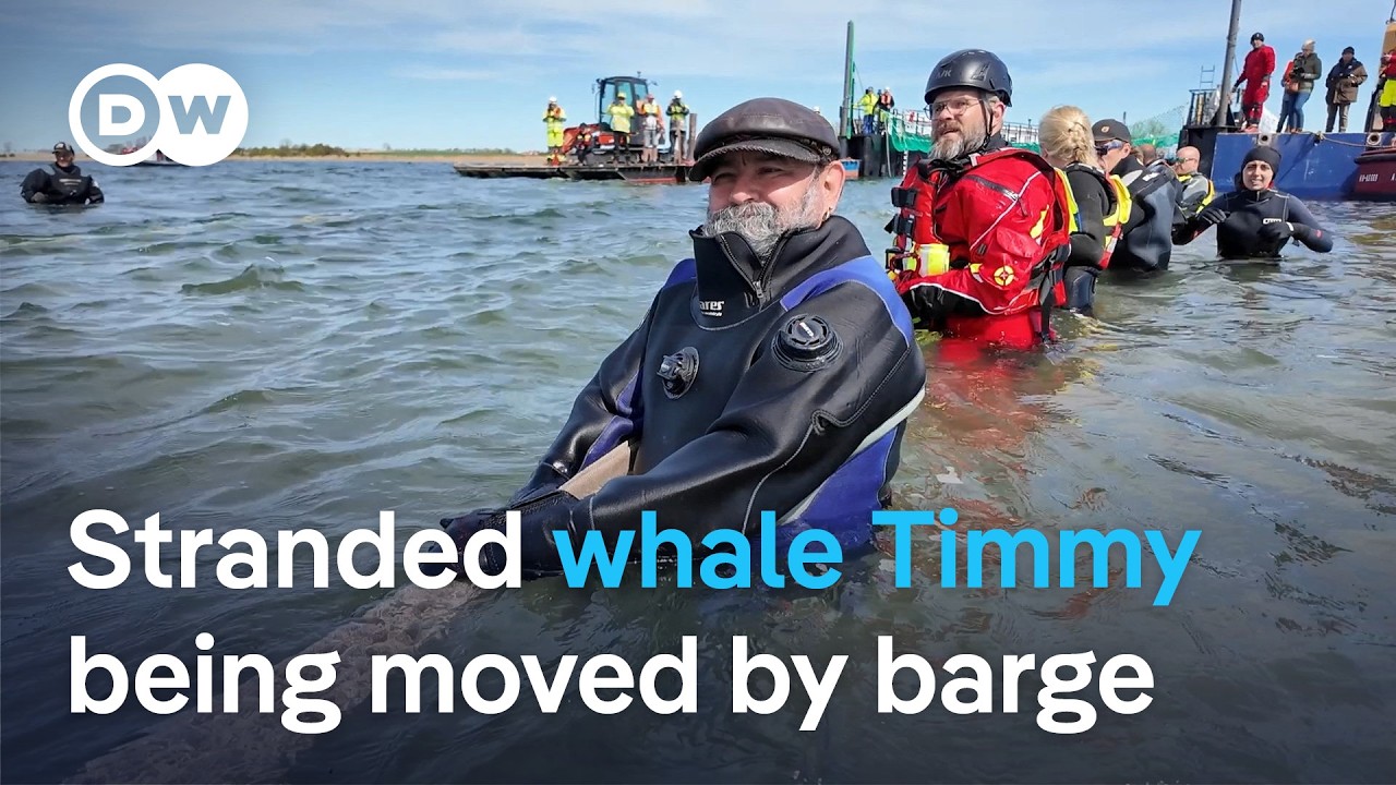 ‘Everyone surprised’ that Timmy the stranded whale lasted this long, says marine biologist | DW News