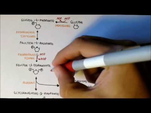 Human Metabolism Map II - Gluconeogenesis & Glycogenesis