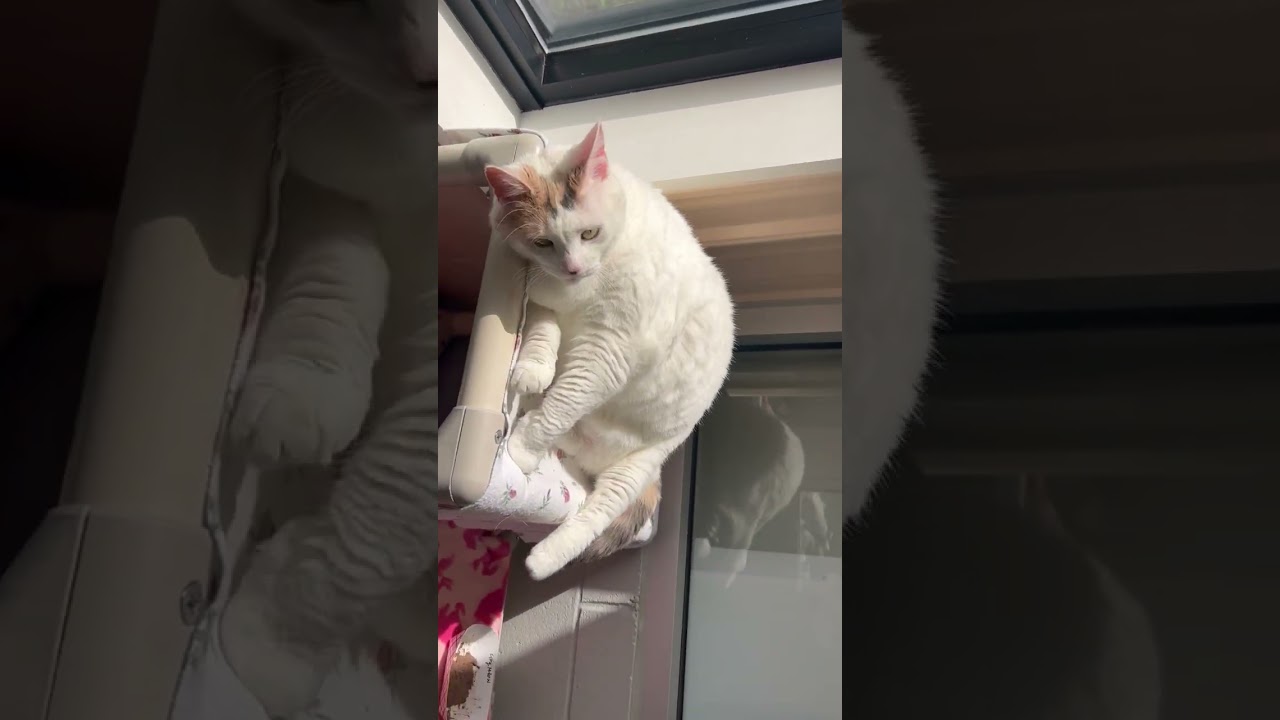 Enlarge Kitty Meow, an adopted Domestic Short Hair in Lansing, MI video 4/4