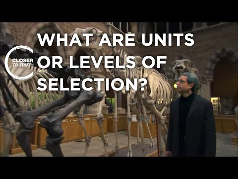 What are the Units or Levels of Selection? | Closer To Truth