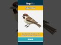 sparrow - a small, chirpy bird that l... video thumbnail
