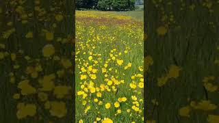 I've never seen so many Buttercups.#buttercups #NoMowMay #wildflower #PeakDistrict